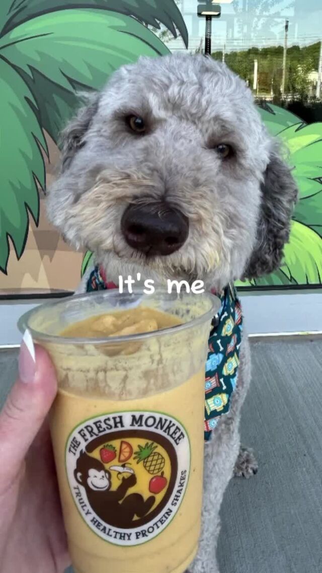 Saturdays are for the *good boys* 😎🐶

Our Pup Shakes are made with everything they love: water, pumpkin puree, natural peanut butter, and Banana!

#TheFreshMonkee #Smoothies #Smoothie #ProteinShakes #HealthyShakes #CleanEating #MealReplacement #HealthyLiving #PupShake