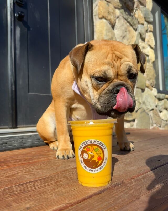 Kirby getting ready for hot Pup summer with our Pup Shake 😎 ☀️ 👙 

Ours:water, pumpkin puree, natural PB and banana
Theirs: whip cream 

You choose!!
