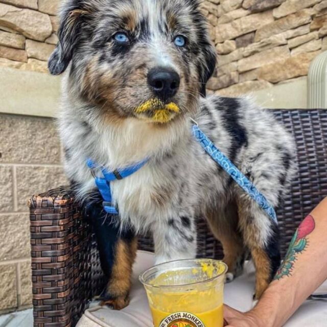 It's Dogs in Yellow Day! Does this count? 😂 Bring your pooch in for a banana, pumpkin, and peanut butter Pup Shake!

#TheFreshMonkee #Smoothies #Smoothie #ProteinShakes #HealthyShakes #CleanEating #MealReplacement #HealthyLiving